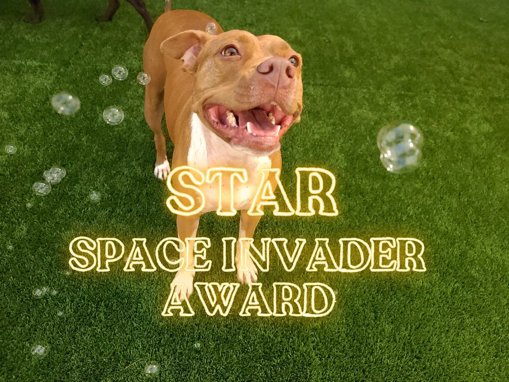 CHESAPEAKE DOG TRAINING Updated August 2024 1307 President St, Annapolis, Maryland Pet