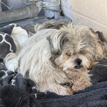 Carson Animal Care Center - Milo, 12 YO White & Gray Shih Tzu, Stray Female; ID: A5755190 - Animal Shelters Near Me - Gardena, California Carson Animal Care Center - Milo, 12 YO White & Gray Shih Tzu, Stray Female; ID: A5755190 - Animal Shelters Near Me - Gardena, California