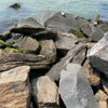 Grand Ferry Park gift card