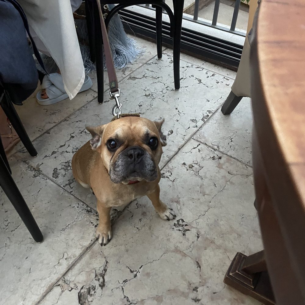 Classique - lil cute dog - Italian Near Me - Lazise, VR Classique - lil cute dog - Italian Near Me - Lazise, VR