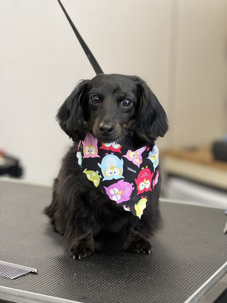 EXCLUSIVELY DOGS KC Updated October 2024 129 Photos & 11 Reviews