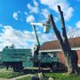 Photo of Bertha's Tree Service