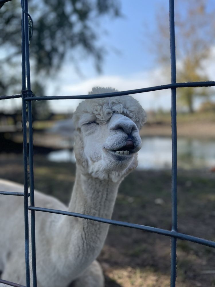 Becker Farms - vineyard in Gasport, NY