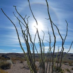 Big Bend Jeep - Ocotillo in the sun.