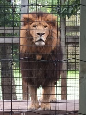 Killman Zoo Zoos 237 Unity Side Road E Caledonia On Phone Number