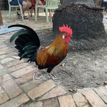 Blue Heaven - Roaster's like lobster too!!! - Breakfast & Brunch Near Me - Key West, Florida