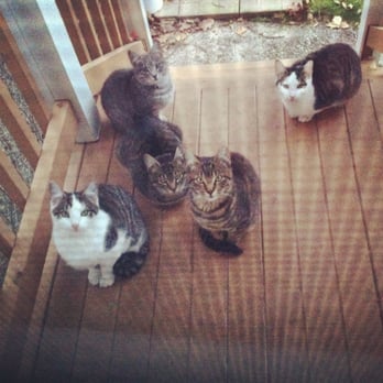 People For Animals - all 5 of these ferals were fixed here last summer - Veterinarians Near Me - Hillside, New Jersey