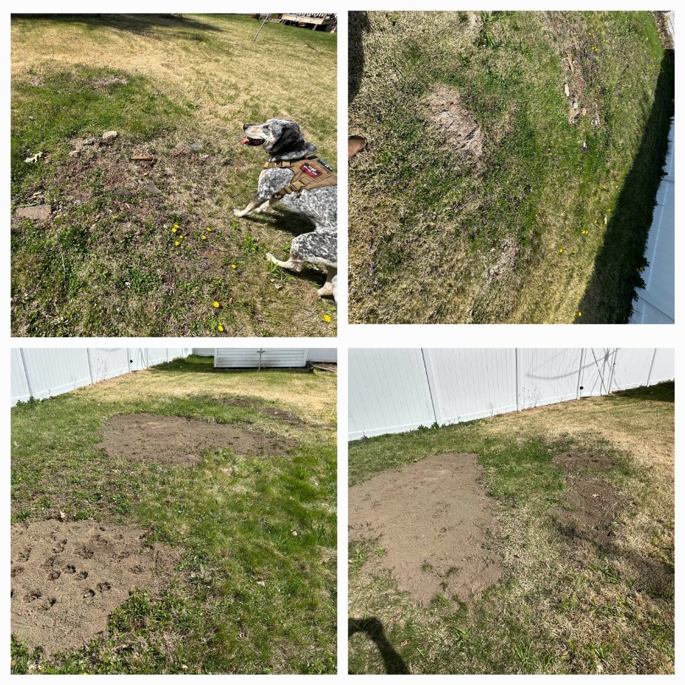 Stars & Paws Landscaping - veterans service organization in Newington, CT