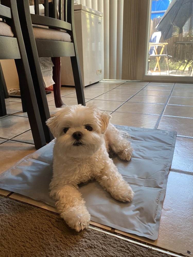 GROOMING BY JESSICA Updated September 2024 31 Photos & 11 Reviews