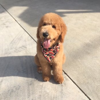 Pampered Paws - Pet Groomers Near Me - La Habra, California Pampered Paws - Pet Groomers Near Me - La Habra, California