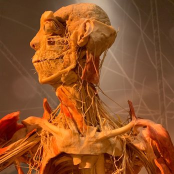 Real Bodies - Museums Near Me - Las Vegas, Nevada Real Bodies - Museums Near Me - Las Vegas, Nevada