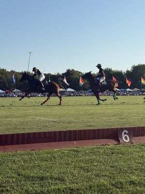 Newport Polo by null