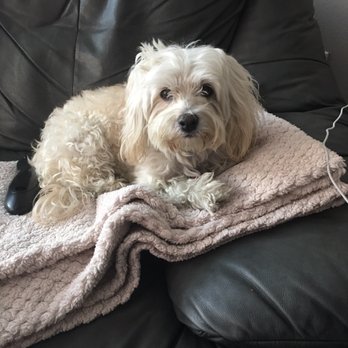 Tonis Pet Concierge - Our girl very happy - Dog Walkers Near Me - Los Angeles, California Tonis Pet Concierge - Our girl very happy - Dog Walkers Near Me - Los Angeles, California