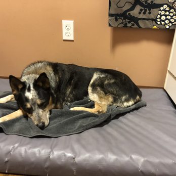 Holistic Veterinary Care - Lanie getting acupuncture - Veterinarians Near Me - Oakland, California Holistic Veterinary Care - Lanie getting acupuncture - Veterinarians Near Me - Oakland, California