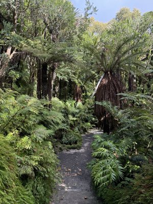 Auckland Domain by null