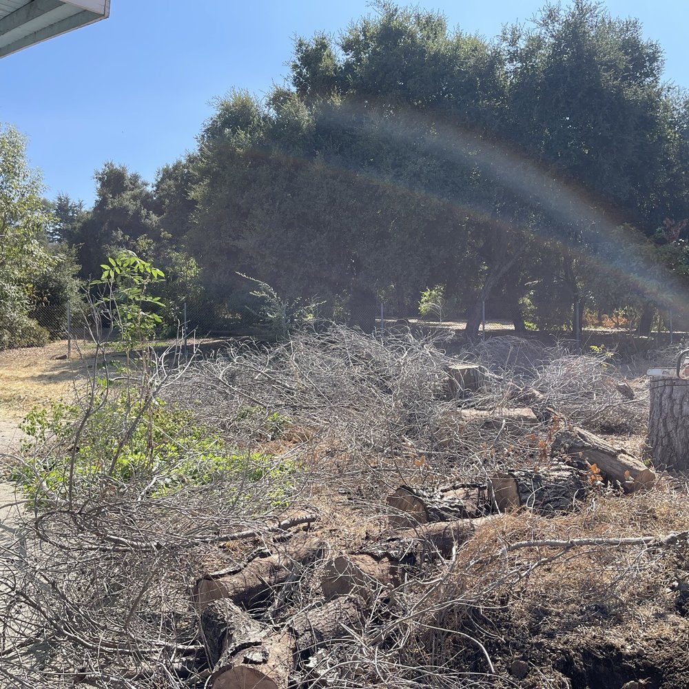 Inexpensive Tree Services - Tree Services Near Me - Los Angeles, California Inexpensive Tree Services - Tree Services Near Me - Los Angeles, California