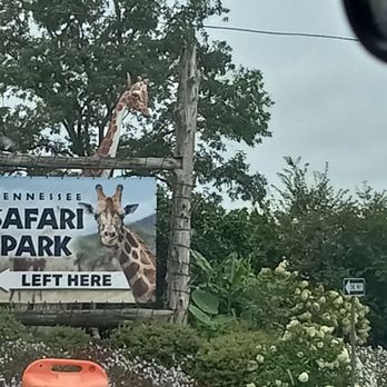 Zoo Safari Park Tennessee Your Visit