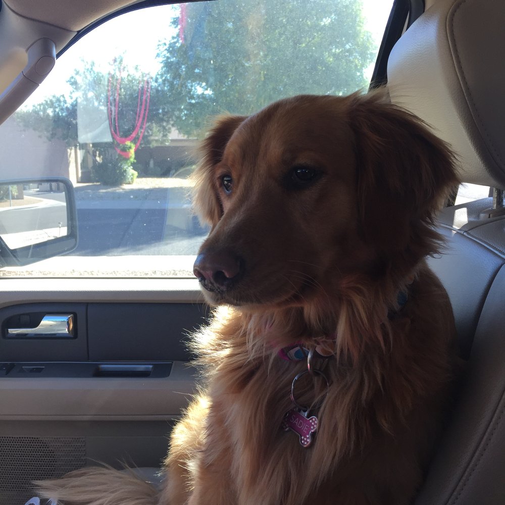Topaz Veterinary Clinic - Veterinarians Near Me - Tempe, Arizona Topaz Veterinary Clinic - Veterinarians Near Me - Tempe, Arizona