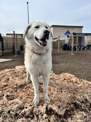 MUTTS Canine Cantina® - Austin by null