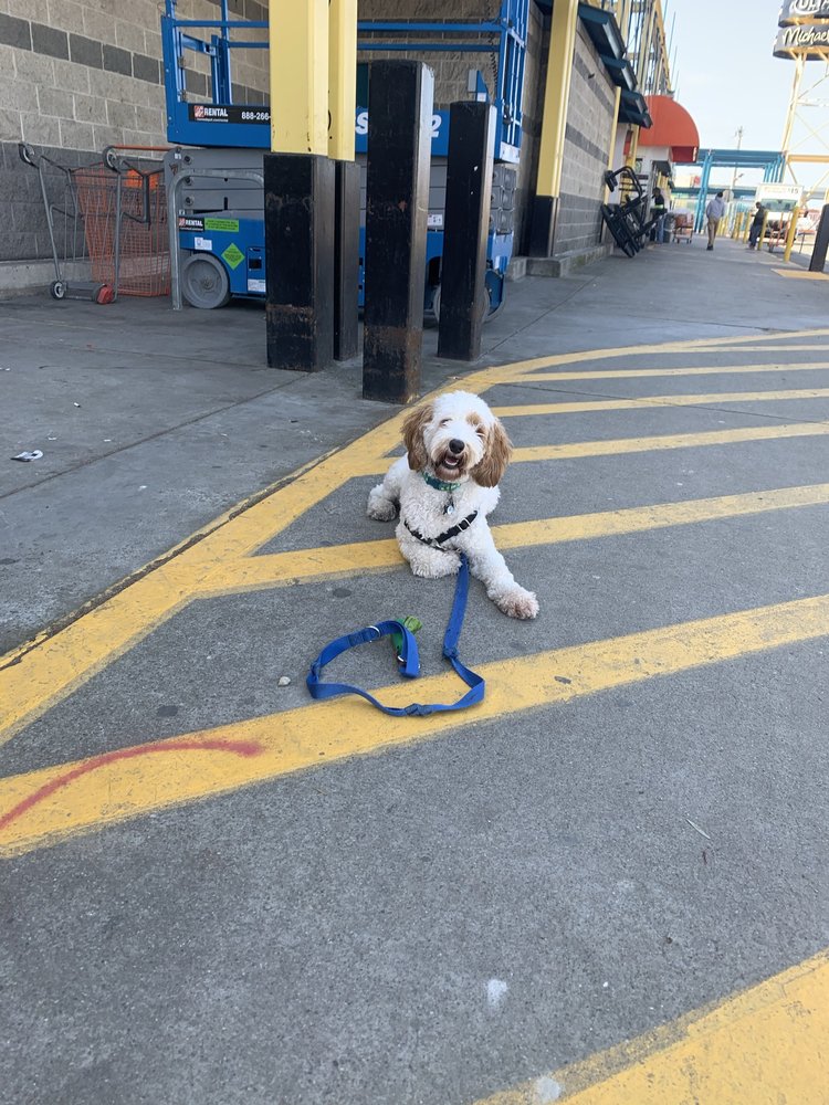CHRISTIE TRAINS DOGS Vallejo, CA Yelp