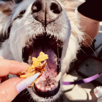Culver's - dog eating butter burger - Burgers Near Me - Peoria, Arizona