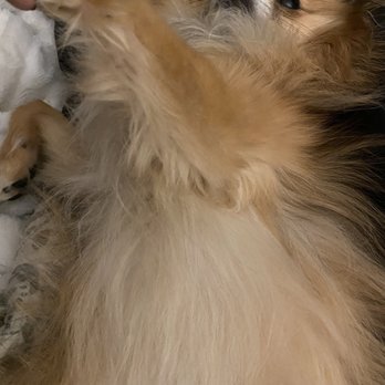 The Painted Pooch - No trimming of the legs - Pet Groomers Near Me - Burien, Washington