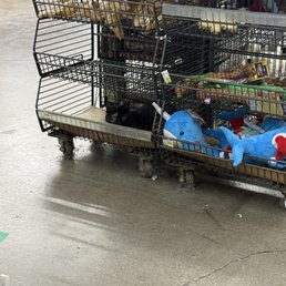 Their resident cat