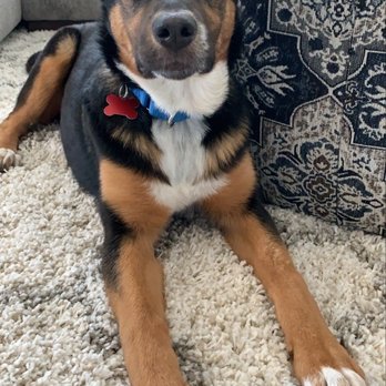 Dogs Without Borders - Community Service/Non-Profit Near Me