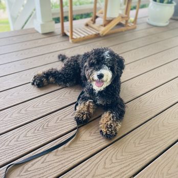 Balanced Obedience - Pet Training Near Me - Honolulu, Hawaii Balanced Obedience - Pet Training Near Me - Honolulu, Hawaii