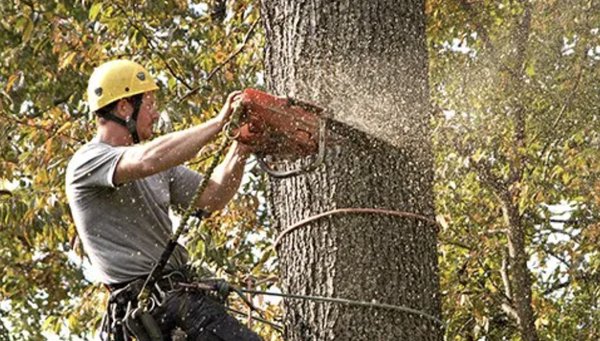 Established in 1991! - M & T Tree and Stump Removal is a family-owned business that has been serving Papillion and Omaha, NE, and the surrounding areas since 1991. With over 39 years of experience in the industry, we have become a trusted name in tree care and removal. Our team of licensed arborists is dedicated to providing the highest level of tree service in Bellevue, NE and nearby areas, ensuring the health and safety of your trees and your property. We understand that every tree and every property is unique, and we tailor our services to meet the specific needs of each customer. Established in 1991! - M & T Tree and Stump Removal is a family-owned business that has been serving Papillion and Omaha, NE, and the surrounding areas since 1991. With over 39 years of experience in the industry, we have become a trusted name in tree care and removal. Our team of licensed arborists is dedicated to providing the highest level of tree service in Bellevue, NE and nearby areas, ensuring the health and safety of your trees and your property. We understand that every tree and every property is unique, and we tailor our services to meet the specific needs of each customer.