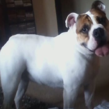 Lakes Animal Clinic - A very happy Wrigley after her shots at Lakes! - Veterinarians Near Me - Antioch, Illinois