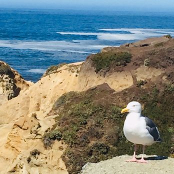 Sonoma Coast State Beach - Chatting Up a Local - Parks Near Me - Bodega Bay, California Sonoma Coast State Beach - Chatting Up a Local - Parks Near Me - Bodega Bay, California