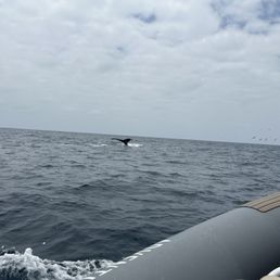 Humpback whale Humpback whale