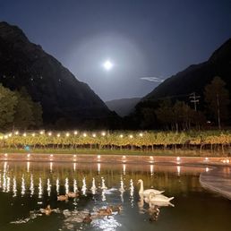 Moon rise over the vineyard