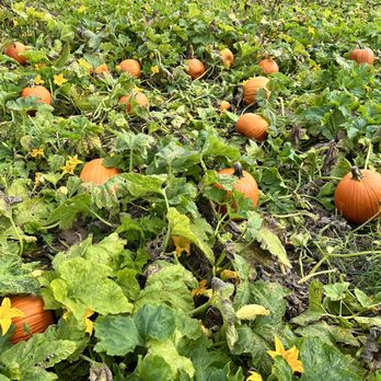 Y Worry Farm - Pumpkins - Farmers Market Near Me - Davidsonville, Maryland Y Worry Farm - Pumpkins - Farmers Market Near Me - Davidsonville, Maryland