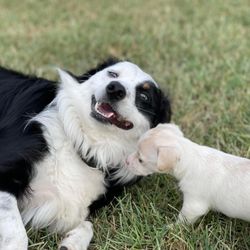 The Grande Pawlace