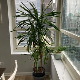 Draceana Rikki Cane