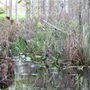 Photo of Loxahatchee Slough Natural Area