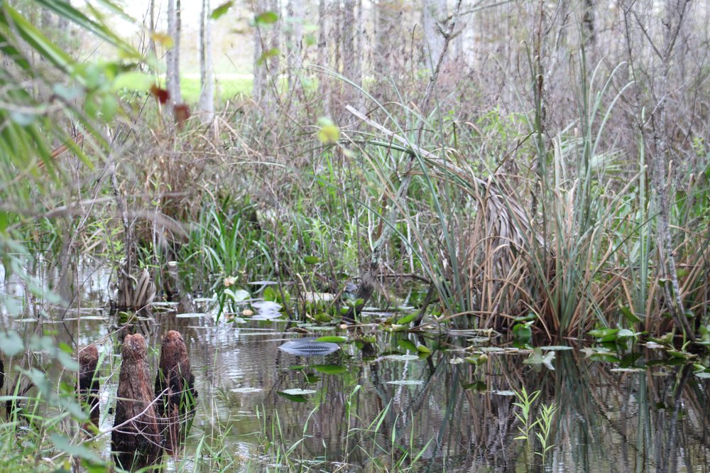 Loxahatchee Slough Natural Area Image