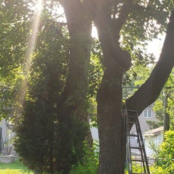 County Tree Service - Boxelder & Maple tree - Tree Services Near Me - Stickney, Illinois County Tree Service - Boxelder & Maple tree - Tree Services Near Me - Stickney, Illinois
