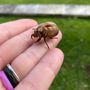 Photo of Spartan Pest Service
