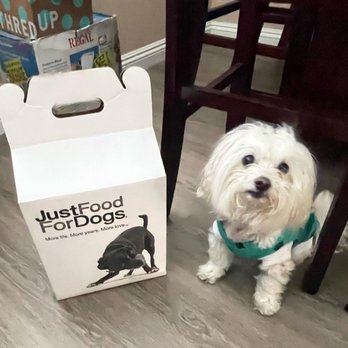 Just Food For Dogs - Just Food For Dogs 25lbs bucket and Ilithyia the Maltese - Pet Stores Near Me - Costa Mesa, California Just Food For Dogs - Just Food For Dogs 25lbs bucket and Ilithyia the Maltese - Pet Stores Near Me - Costa Mesa, California