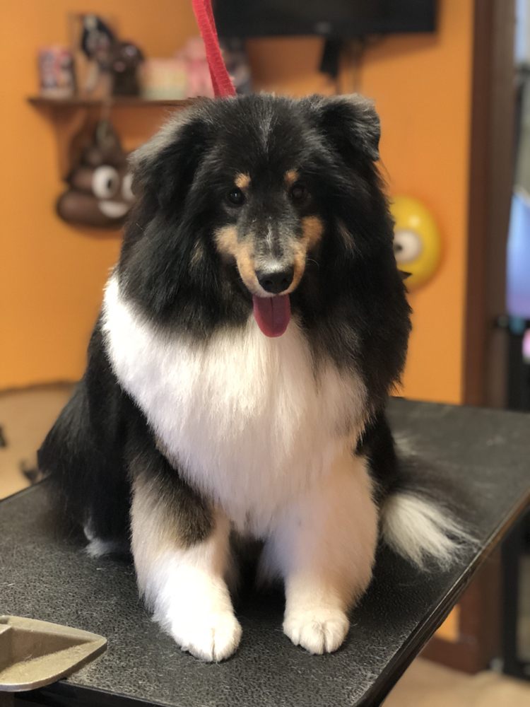 ALL DOGS GROOMING Updated October 2024 2950 Niagara Falls Blvd