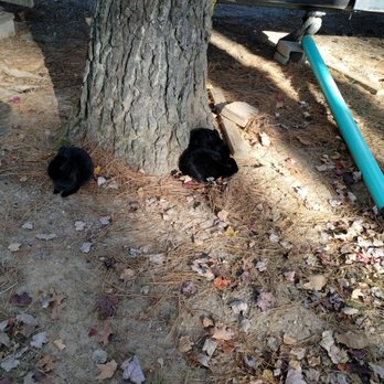 Shenandoah Valley Campground - Bunny neighbors - Campgrounds Near Me - Verona, Virginia Shenandoah Valley Campground - Bunny neighbors - Campgrounds Near Me - Verona, Virginia