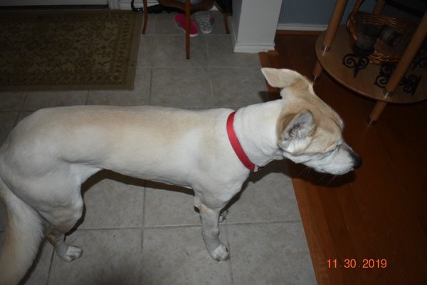 spoiled mutts humble