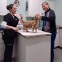 Photo of Isabella Cat Clinic