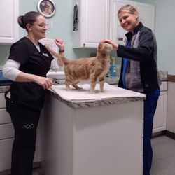 Isabella Cat Clinic - Toby, on an emergency visit for wound care. He was in a lot of pain but the vet techs made sure he felt comfortable. He clearly was!  :)