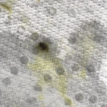 Noodles and Company - Bugs in soup - Noodles Near Me - Deer Park, Illinois