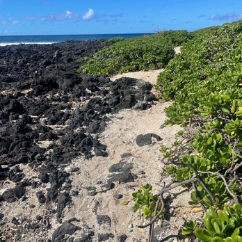 Hawaii Turtle Tours - Tours Near Me - Honolulu, Hawaii