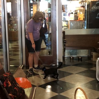 River Kitty Cat Cafe - Having fun with a 9 week old kitten - Themed Cafes Near Me - Evansville, Indiana